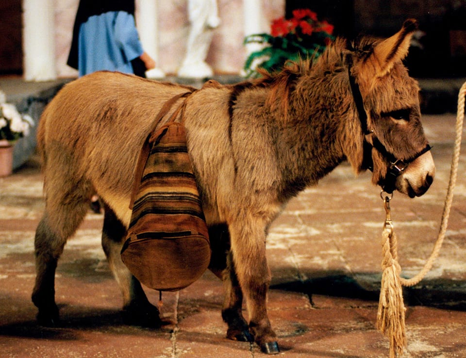 donkey with saddlebags