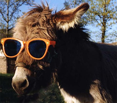 donkey in sunglasses