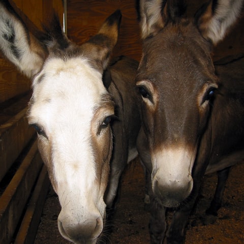 two miniature donkeys