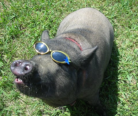 pot bellied pig wearing glasses
