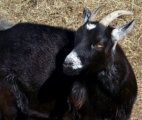 black pygmy goat
