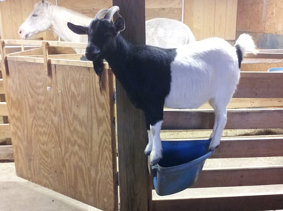 goat on feed trough