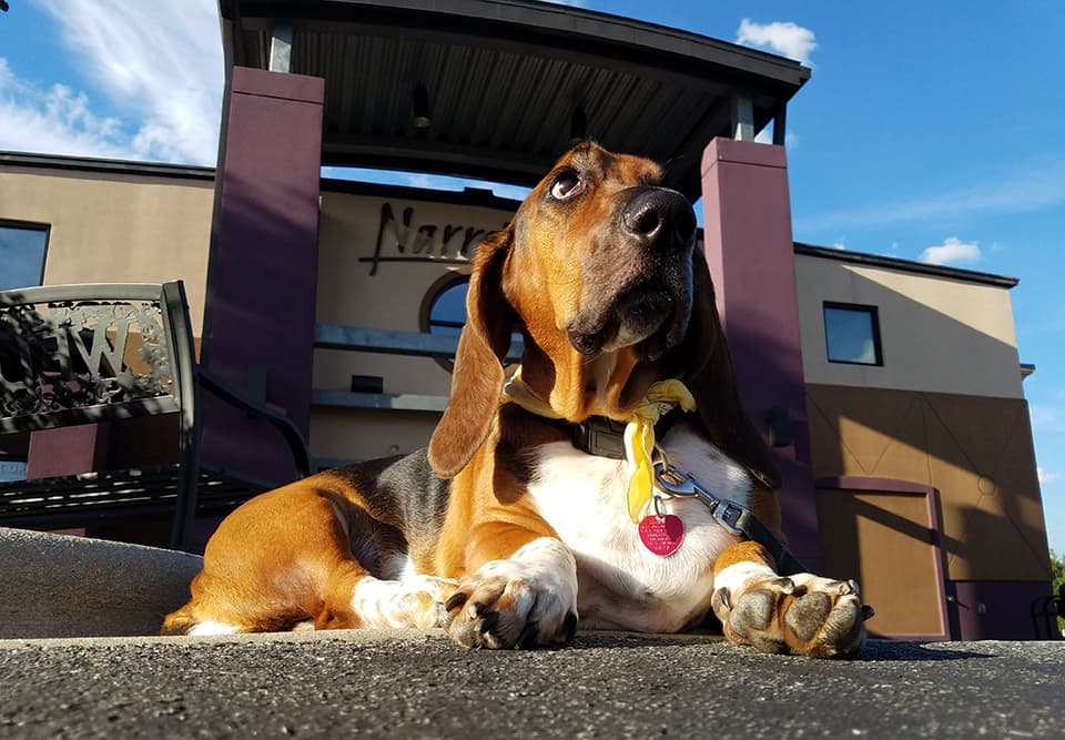 basset hound in front of theater